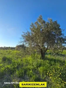 Çanakkale Eceabat Alçıtepe Köyünde Şehitler Abidesi Manzaralı Satılık Tarla  - Alçıtepe Eceabat Çanakkale Satılık Tarla - 11