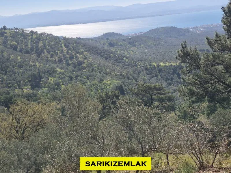Edremit Kavlaklarda Satılık Muhteşem Deniz Manzaralı Zeytinlik - Kavlaklar Edremit Balıkesir Satılık Zeytinlik