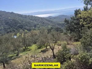 Edremit Kavlaklarda Satılık Muhteşem Deniz Manzaralı Zeytinlik - Kavlaklar Edremit Balıkesir Satılık Zeytinlik - 2