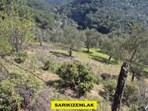 Edremit Kavlaklarda Satılık Muhteşem Deniz Manzaralı Zeytinlik - Kavlaklar Edremit Balıkesir Satılık Zeytinlik - 3