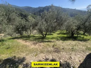 Edremit Kavlaklarda Satılık Muhteşem Deniz Manzaralı Zeytinlik - Kavlaklar Edremit Balıkesir Satılık Zeytinlik - 5