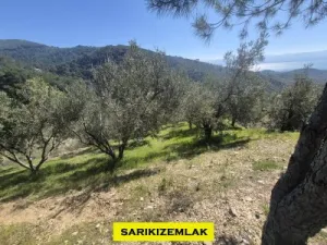Edremit Kavlaklarda Satılık Muhteşem Deniz Manzaralı Zeytinlik - Kavlaklar Edremit Balıkesir Satılık Zeytinlik - 6