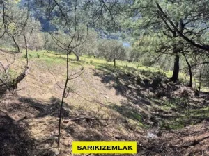 Edremit Kavlaklarda Satılık Muhteşem Deniz Manzaralı Zeytinlik - Kavlaklar Edremit Balıkesir Satılık Zeytinlik - 9