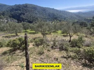 Edremit Kavlaklarda Satılık Muhteşem Deniz Manzaralı Zeytinlik - Kavlaklar Edremit Balıkesir Satılık Zeytinlik - 11