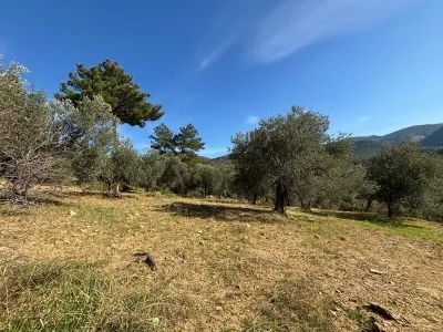 Burhaniye KIZIKLI Satılık Zeytinlik - 11
