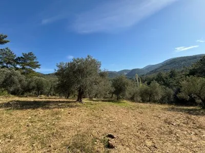 Burhaniye KIZIKLI Satılık Zeytinlik - 12