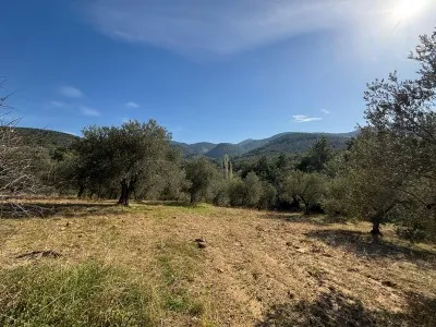 Burhaniye KIZIKLI Satılık Zeytinlik - 13