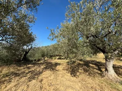 Burhaniye KIZIKLI Satılık Zeytinlik - 18