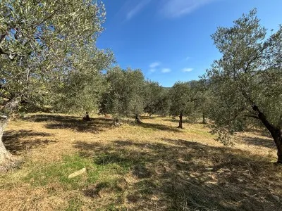 Burhaniye KIZIKLI Satılık Zeytinlik - 19