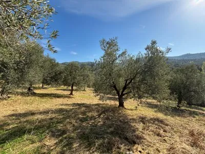 Burhaniye KIZIKLI Satılık Zeytinlik - 20