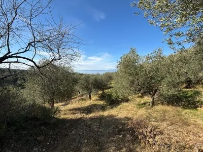 Burhaniye KIZIKLI Satılık Zeytinlik - 21