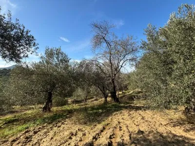 Burhaniye KIZIKLI Satılık Zeytinlik - 25