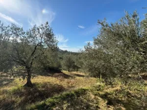 Burhaniye KIZIKLI Satılık Zeytinlik - 2