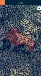 Burhaniye KIZIKLI Satılık Zeytinlik - 9