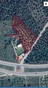 Havran Çamdibi Satılık Zeytinlik - 2