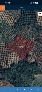 Edremit Çamcı Satılık Zeytinlik - 4