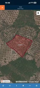 Edremit Çamcı Satılık Zeytinlik - 5