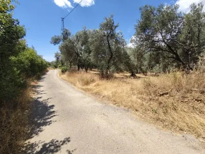 Edremit Beyoba Satılık Zeytinlik - 2