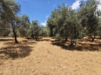 Edremit Beyoba Satılık Zeytinlik - 6