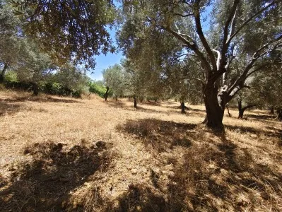 Edremit Beyoba Satılık Zeytinlik - 7