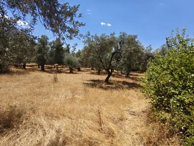 Edremit Beyoba Satılık Zeytinlik - 8