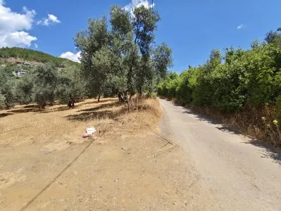 Edremit Beyoba Satılık Zeytinlik - 15