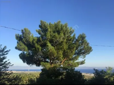 Edremit Avcılar Satılık Zeytinlik - 3