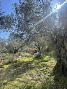 Edremit Güre Satılık Zeytinlik - 2
