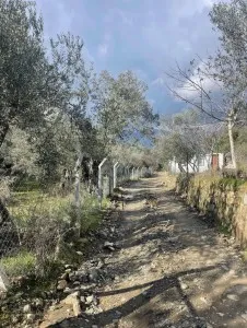 Edremit Güre Satılık Zeytinlik - 3