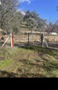 Edremit Güre Satılık Zeytinlik - 4