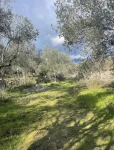 Edremit Güre Satılık Zeytinlik - 5