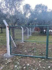 Edremit Güre Satılık Zeytinlik - 6