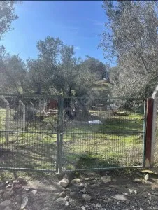 Edremit Güre Satılık Zeytinlik - 7