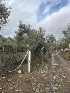 Edremit Güre Satılık Zeytinlik