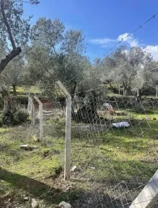Edremit Güre Satılık Zeytinlik - 11