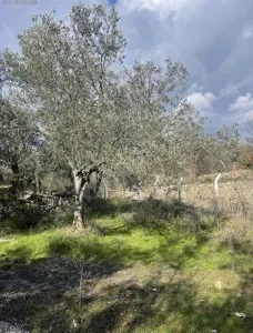 Edremit Güre Satılık Zeytinlik - 10