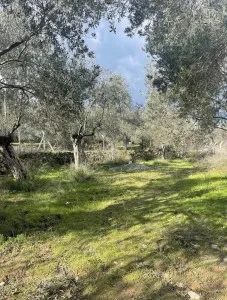Edremit Güre Satılık Zeytinlik - 12