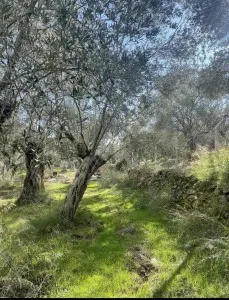 Edremit Güre Satılık Zeytinlik - 13