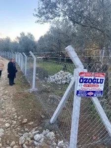 Edremit Güre Satılık Zeytinlik - 17