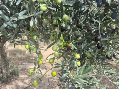 Edremit Çıkrıkçı Купить Поле - 2