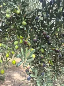 Edremit Çıkrıkçı Купить Поле - 3