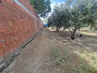 Edremit Çıkrıkçı Купить Поле - 4