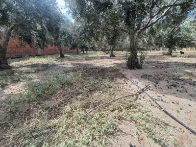 Edremit Çıkrıkçı Купить Поле - 9