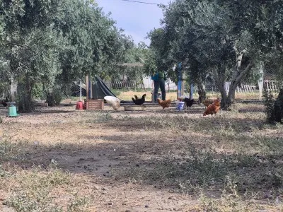 Edremit Çıkrıkçı Купить Поле - 15