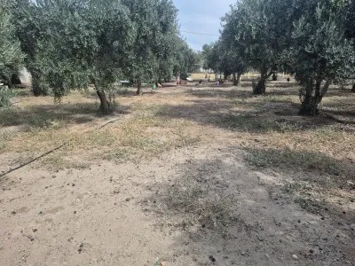 Edremit Çıkrıkçı Купить Поле - 16